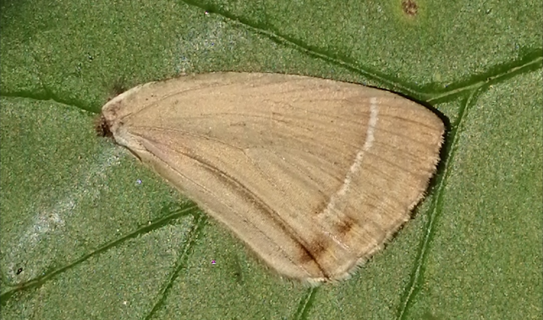 Neozephyrus quercus - tölgyfalepke