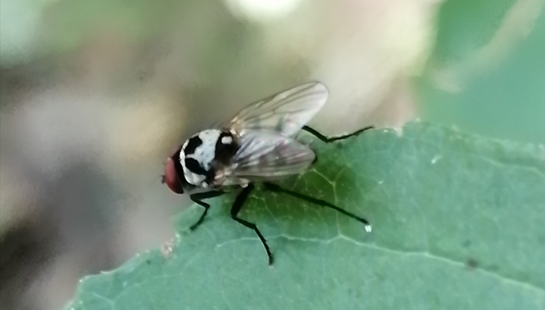 Anthomyia procellaris
