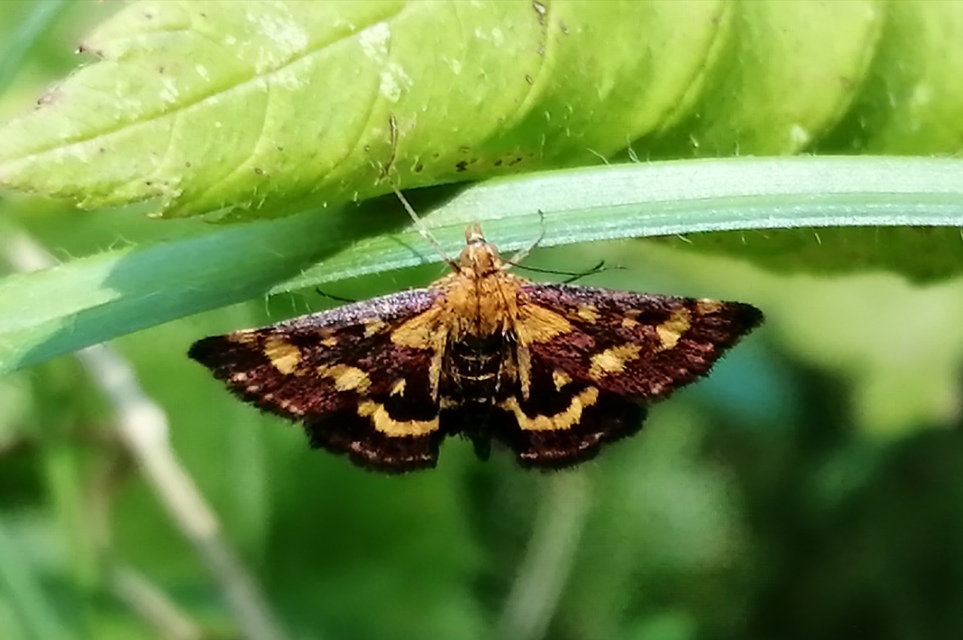 Pyrausta purpuralis - közönséges bíbormoly