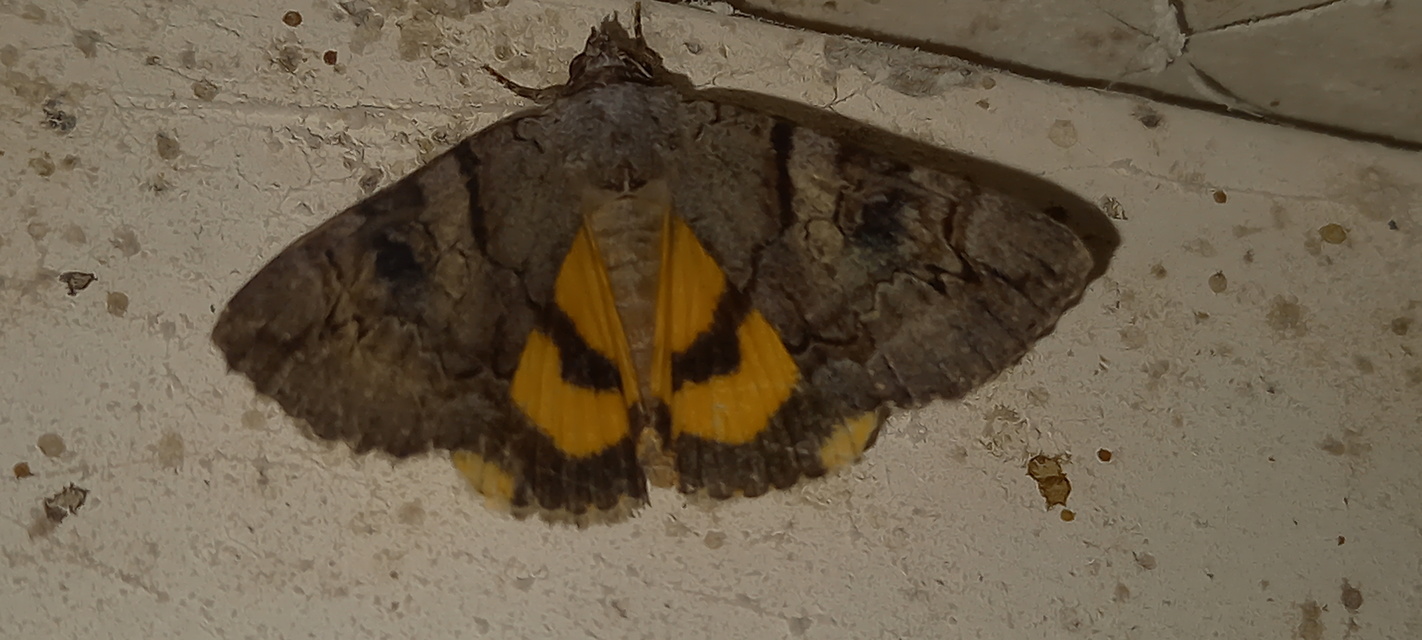 Catocala hymenaea - kökény-övesbagoly