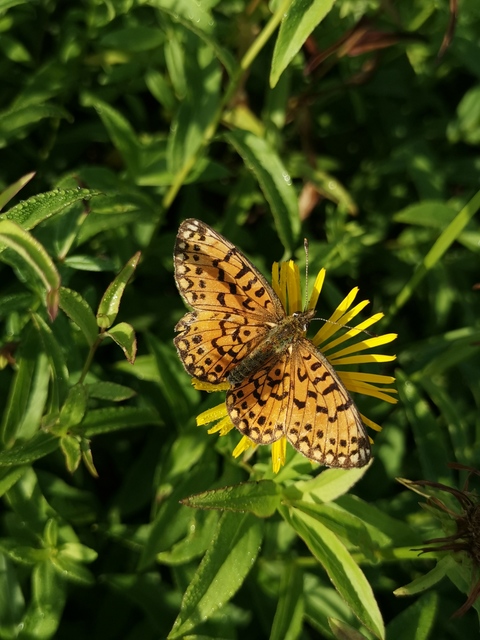 Boloria selene - fakó gyöngyházlepke