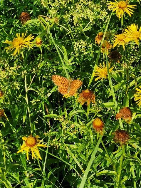 Boloria selene - fakó gyöngyházlepke