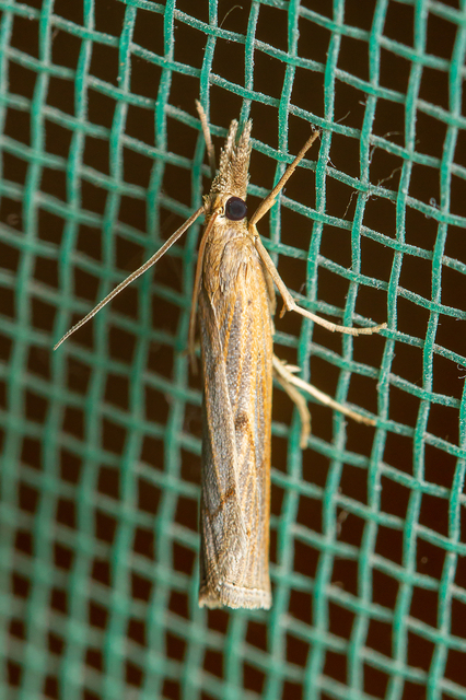 Pediasia contaminella - mocskos fűgyökérmoly
