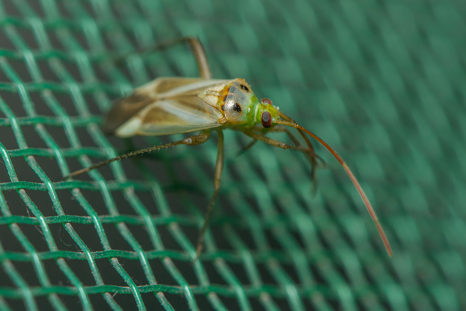 Adelphocoris lineolatus - lucernapoloska