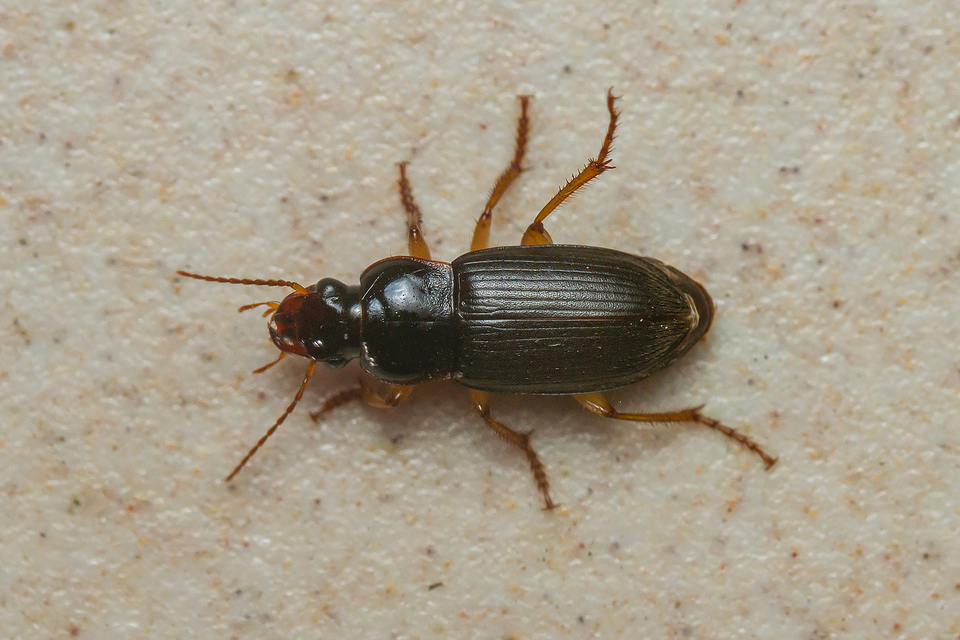 Harpalus griseus - kis selymesfutó