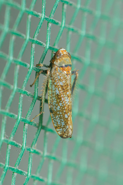 Orientus ishidae