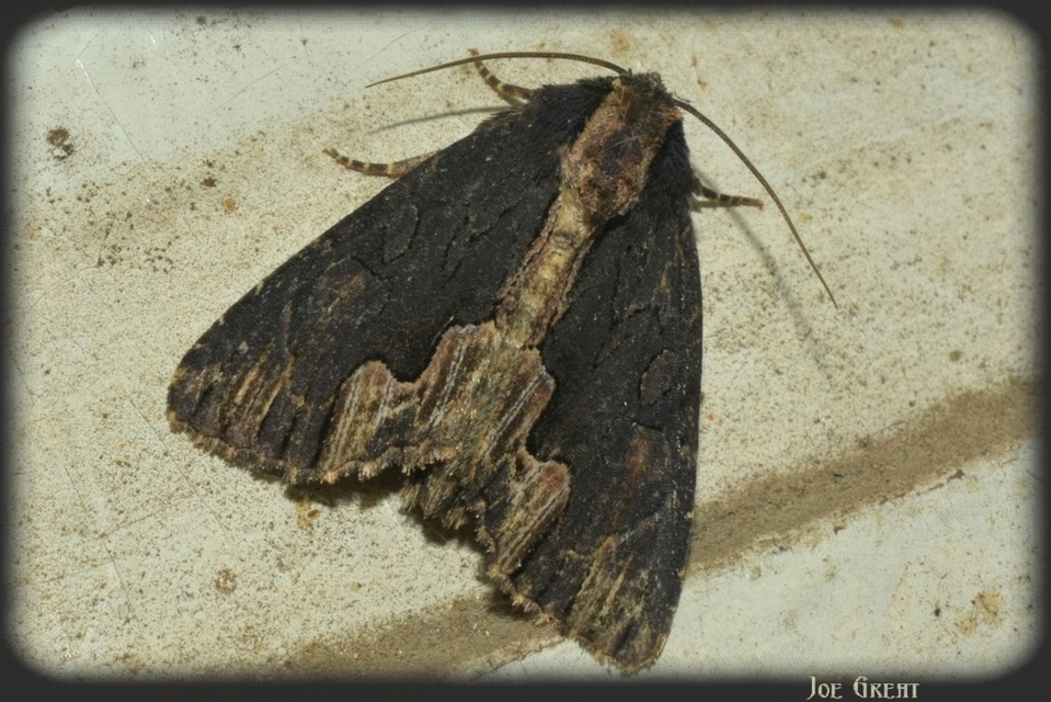 Dypterygia scabriuscula - szurokbarna nyáribagoly