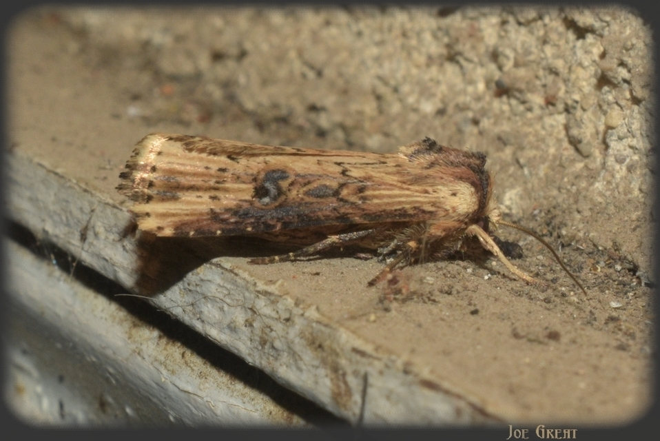 Axylia putris - vonalkás földibagoly