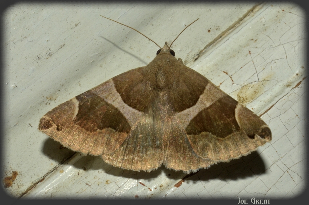 Dysgonia algira - déli porcelánbagoly