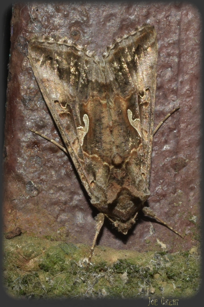 Autographa gamma - gammalepke