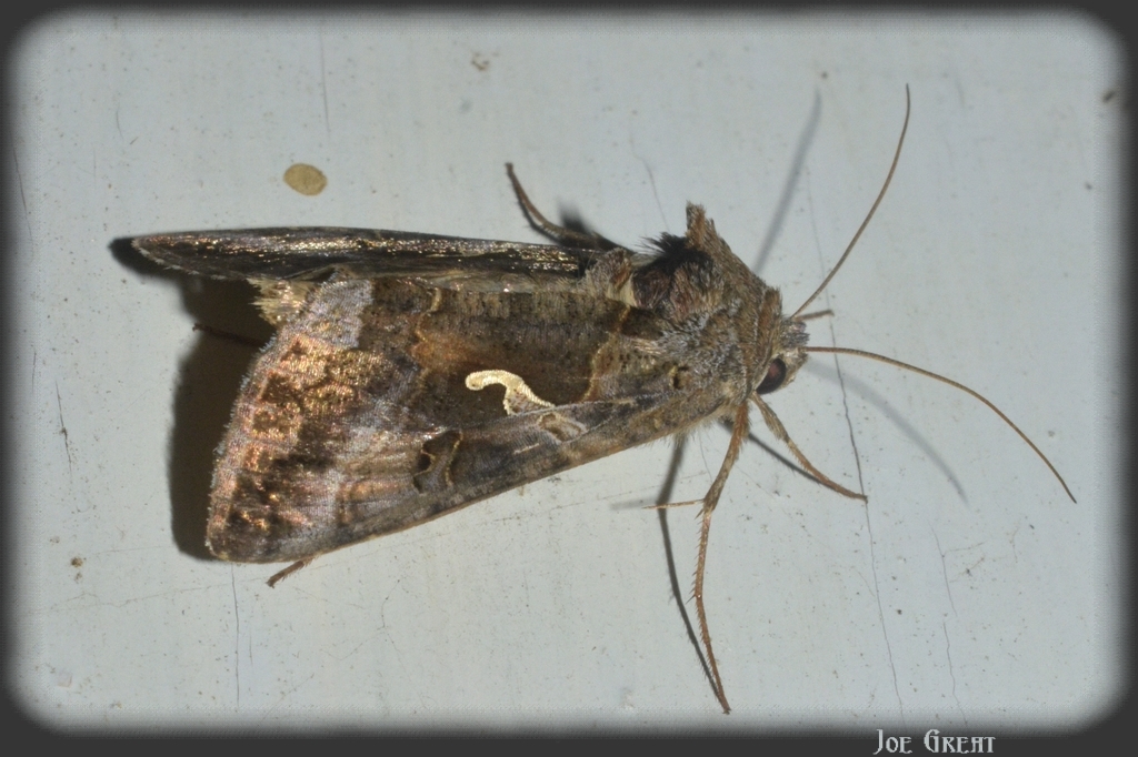 Autographa gamma - gammalepke