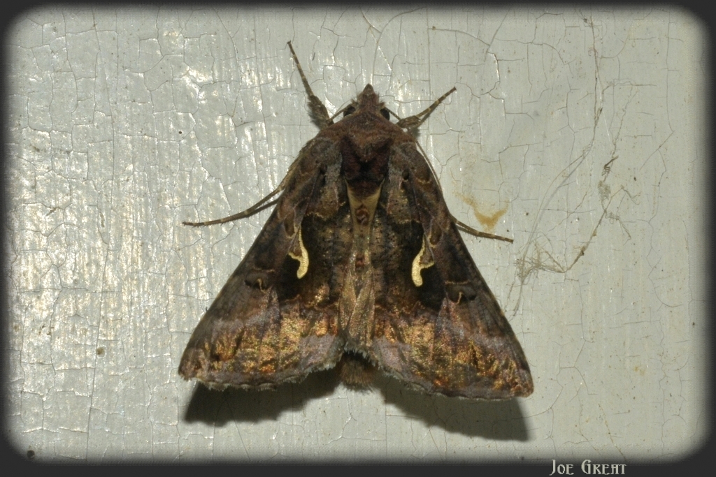 Autographa gamma - gammalepke