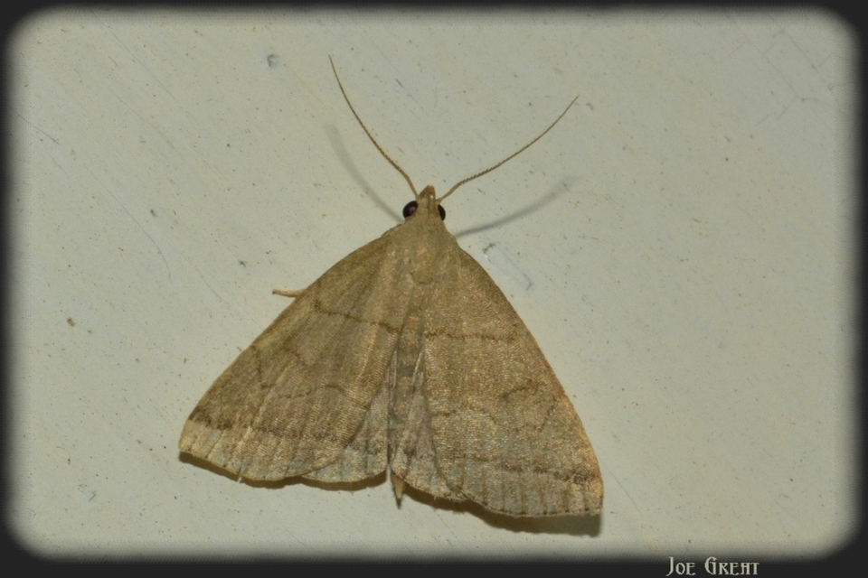 Herminia tarsicrinalis - szőröslábú karcsúbagoly
