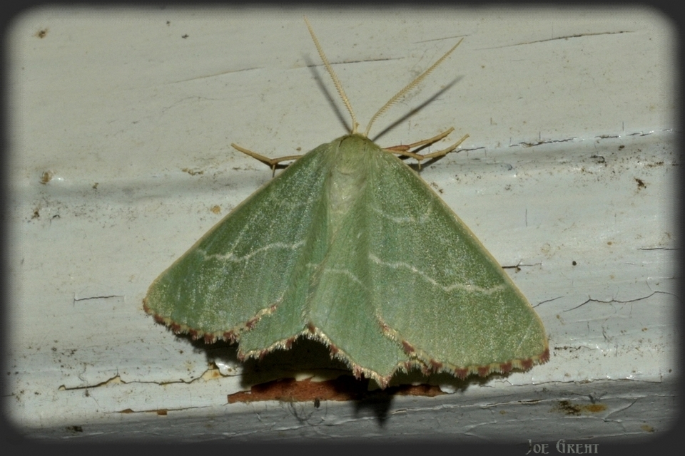 Thalera fimbrialis - csipkésszélű zöldaraszoló