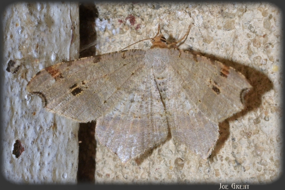 Macaria alternata - közönséges szürkearaszoló