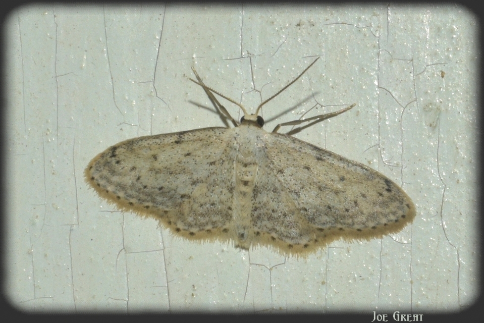 Idaea seriata - szürke apróaraszoló
