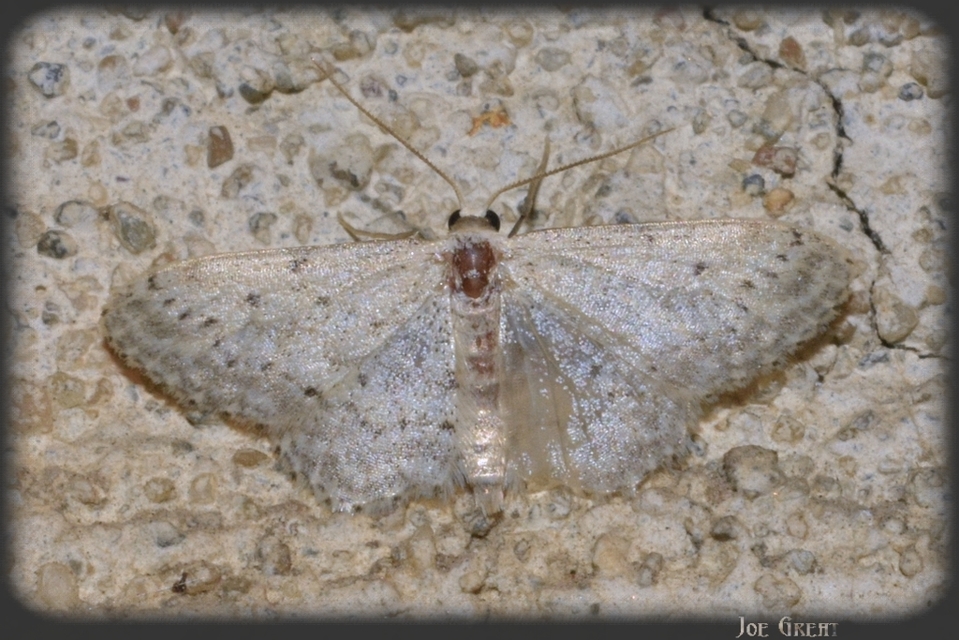 Idaea seriata - szürke apróaraszoló