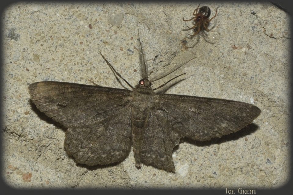 Hypomecis punctinalis - pettyes faaraszoló