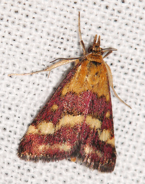 Pyrausta ostrinalis - ritka bíbormoly