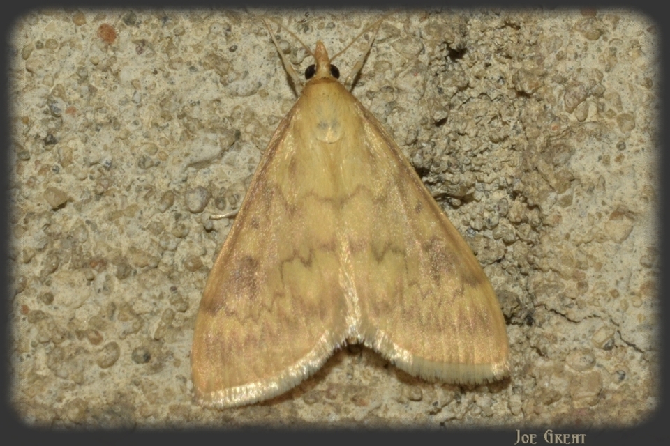 Ostrinia nubilalis - kukoricamoly