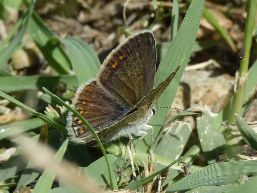 Polyommatus icarus - közönséges boglárka