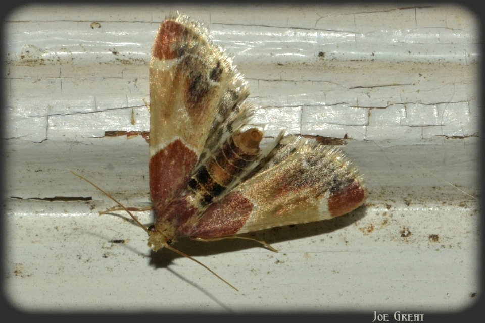 Pyralis farinalis - lisztilonca