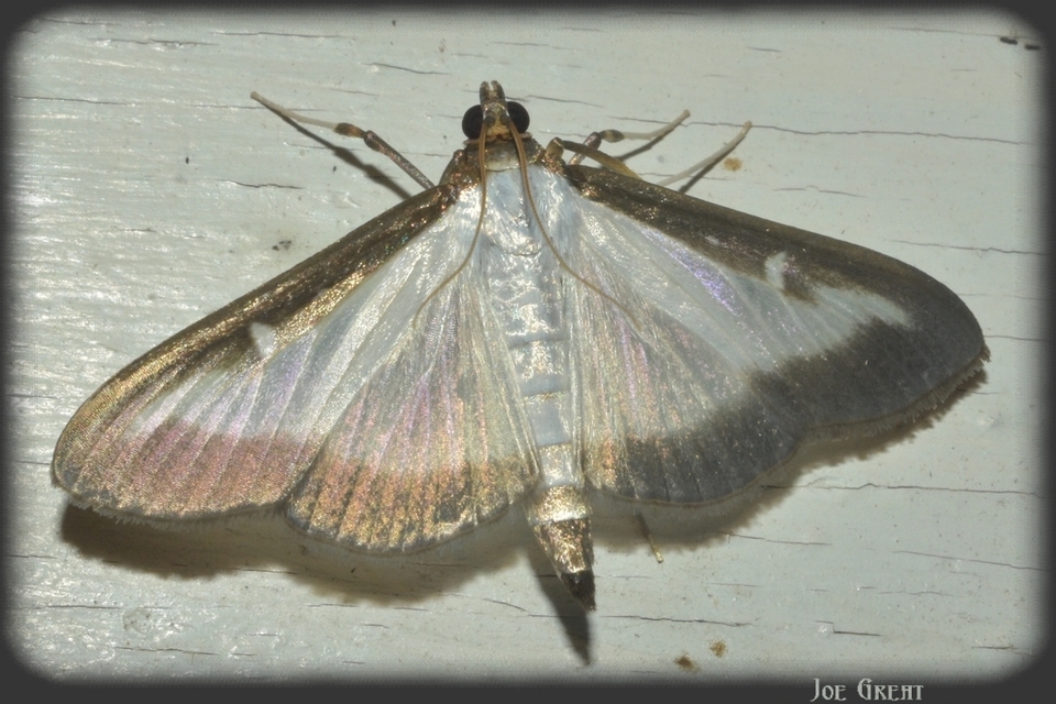 Cydalima perspectalis - puszpáng-tűzmoly