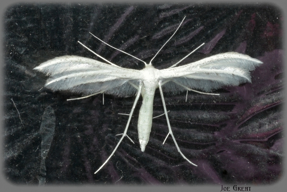Pterophorus pentadactyla - fehér tollasmoly