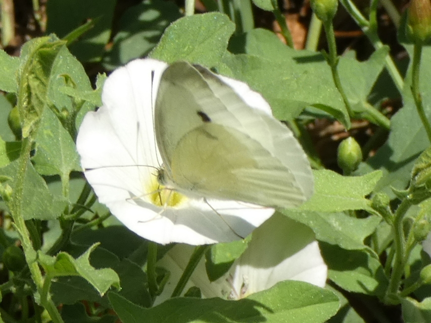 Pieris rapae - répalepke