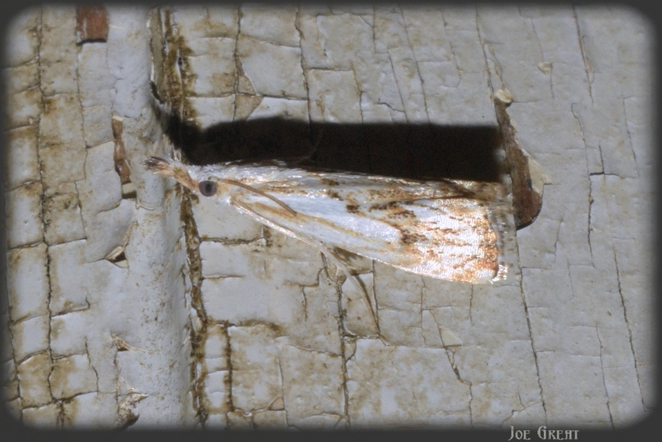 Catoptria falsella - hálós fűgyökérmoly