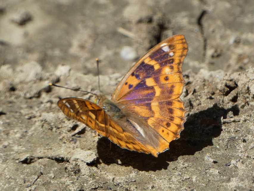 Apatura ilia - kis színjátszólepke