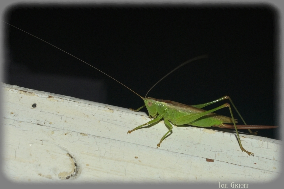 Conocephalus fuscus - kis kúpfejűszöcske