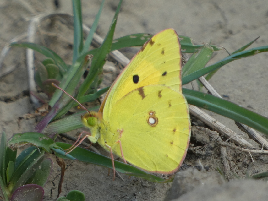 Colias croceus - sáfránylepke