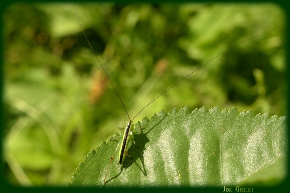 Conocephalus fuscus - kis kúpfejűszöcske