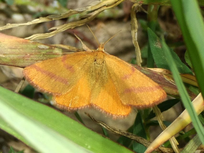 Lythria purpuraria - bíborsávos araszoló