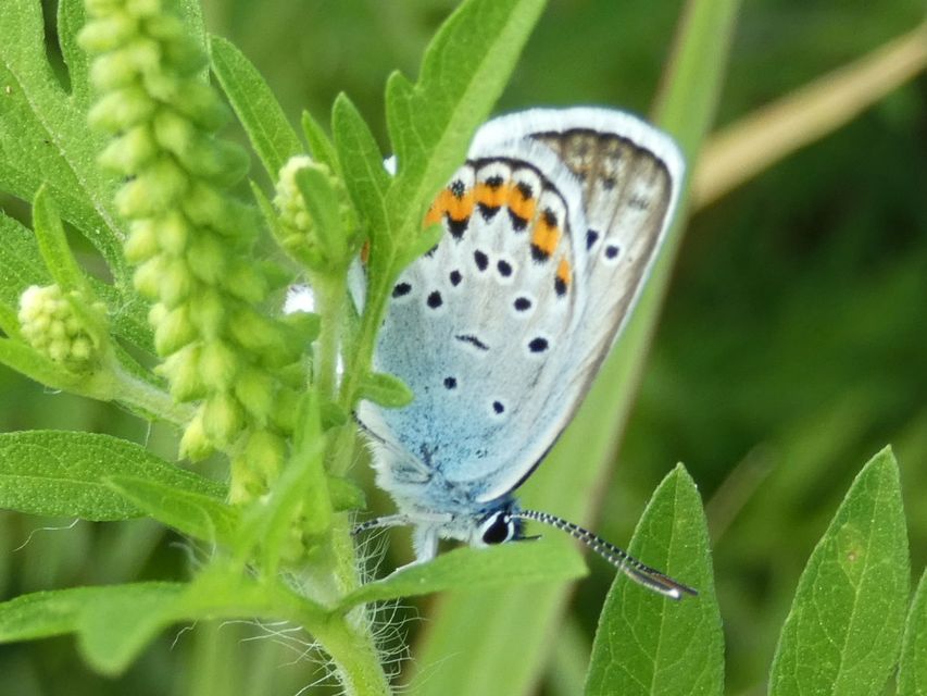 Plebejus argus - ezüstös boglárka