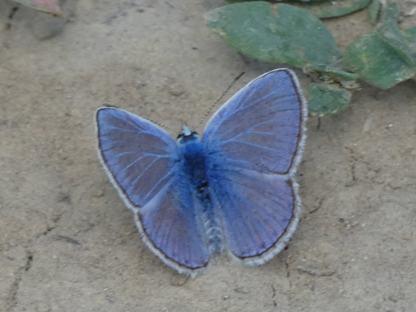 Polyommatus icarus - közönséges boglárka