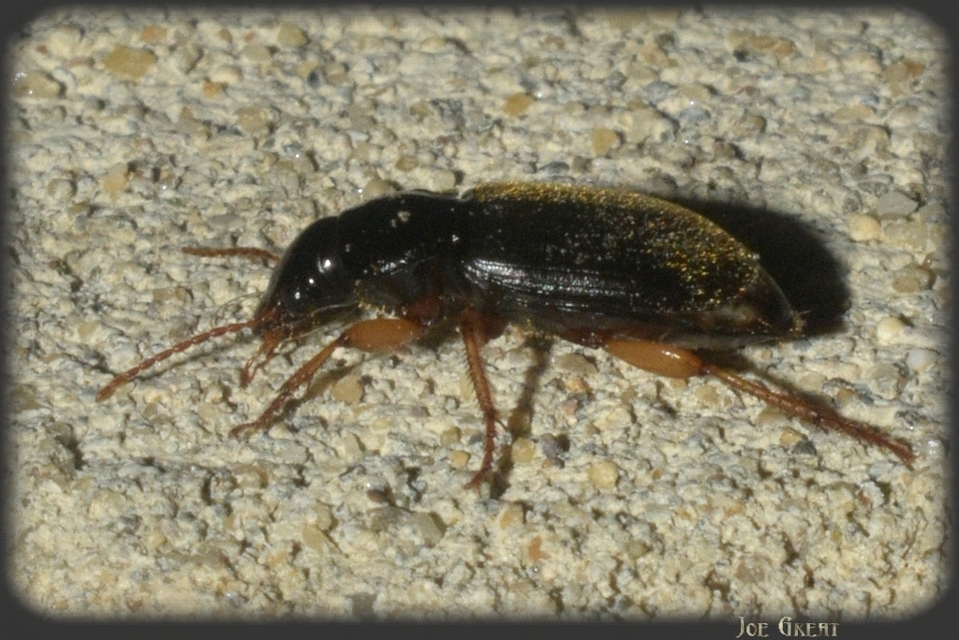 Harpalus rufipes - nagy selymesfutó