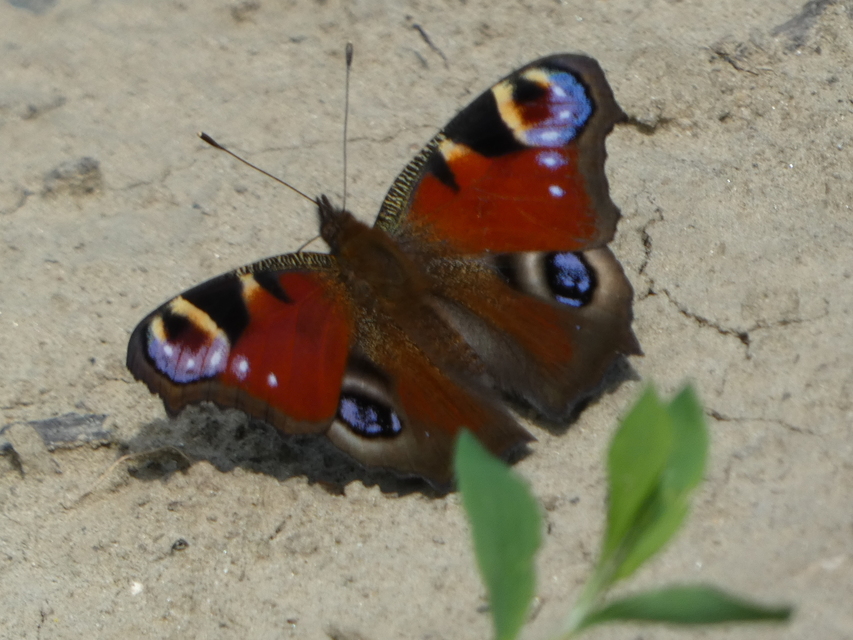 Nymphalis io - nappali pávaszem