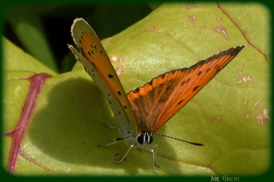 Lycaena dispar rutilus - nagy tűzlepke