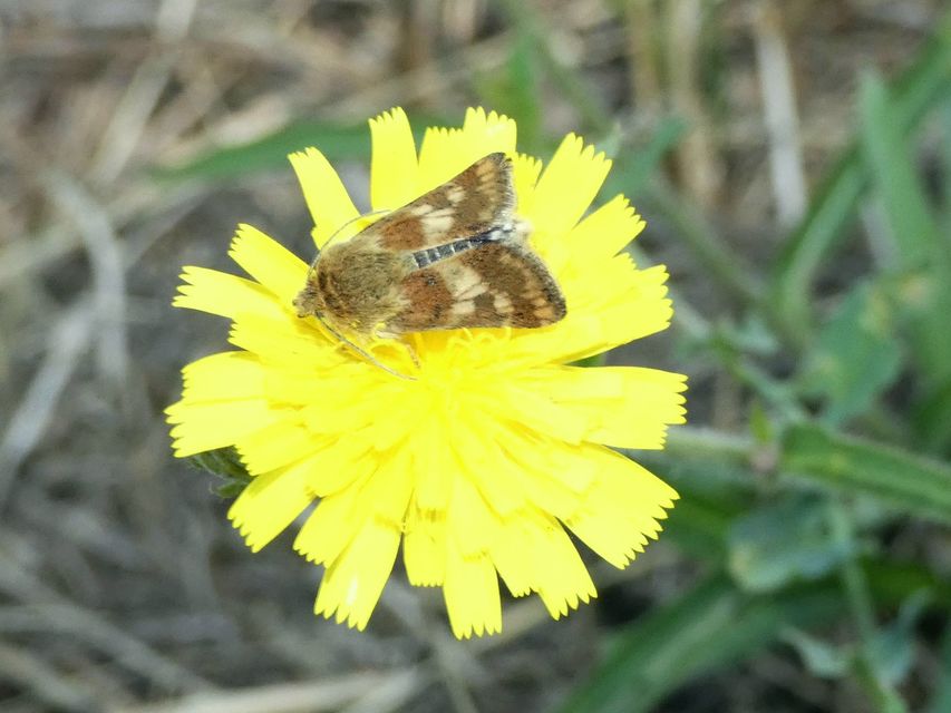 Schinia cardui - keserűgyökér-nappalibagoly