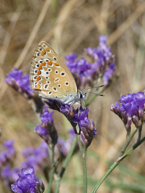 Polyommatus icarus - közönséges boglárka