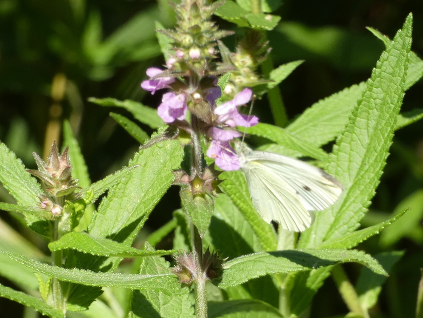 Pieris rapae - répalepke
