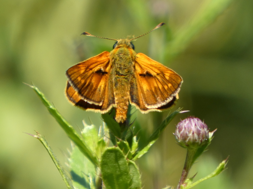 Ochlodes sylvanus - erdei busalepke