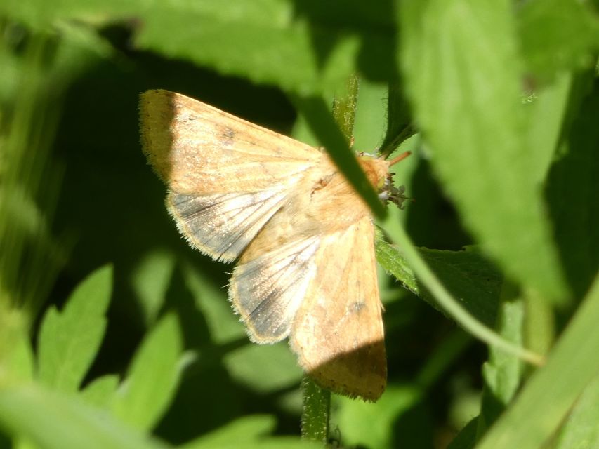 Helicoverpa armigera - kukorica-veteménybagoly