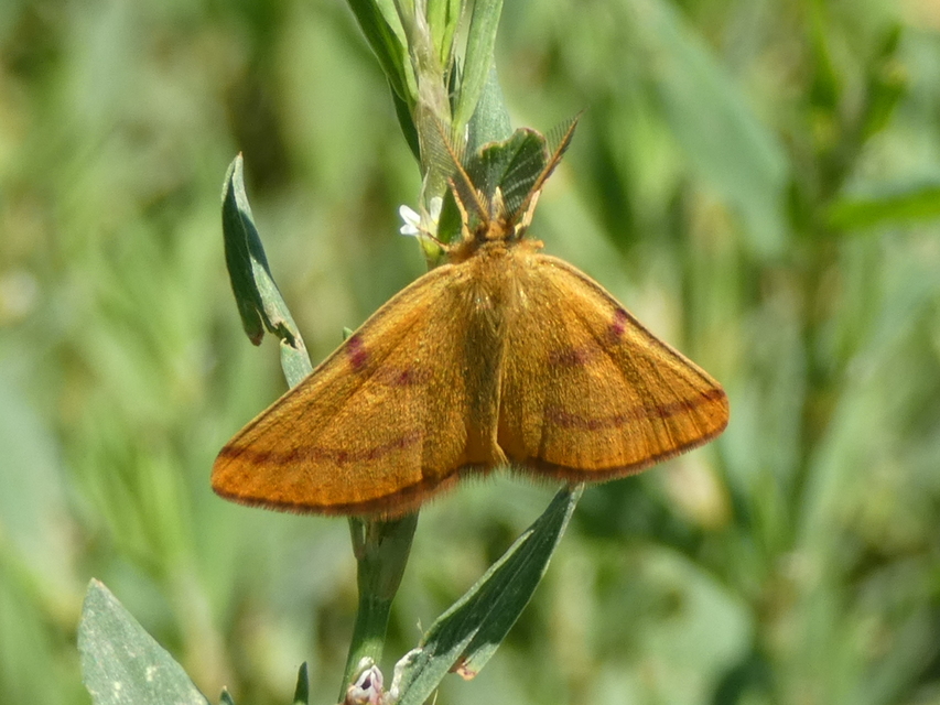 Lythria purpuraria - bíborsávos araszoló