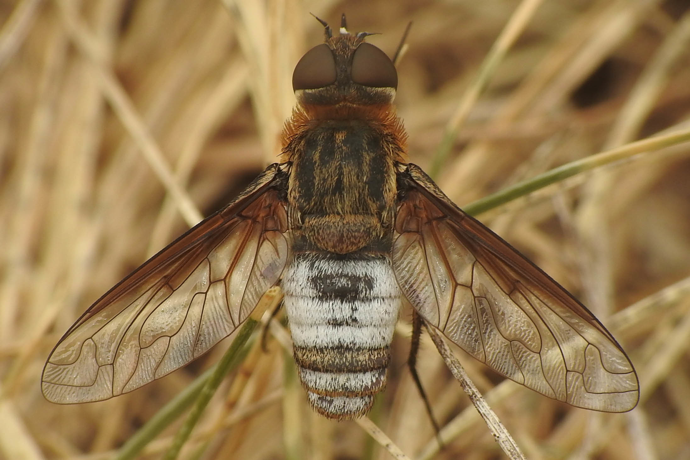 Exoprosopa minos