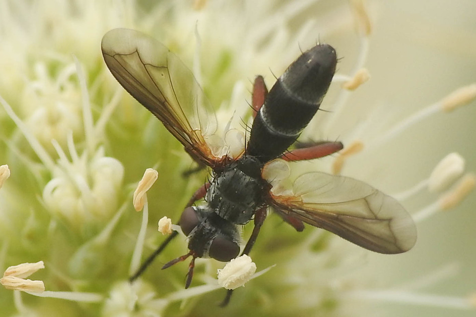 Cylindromyia rufipes