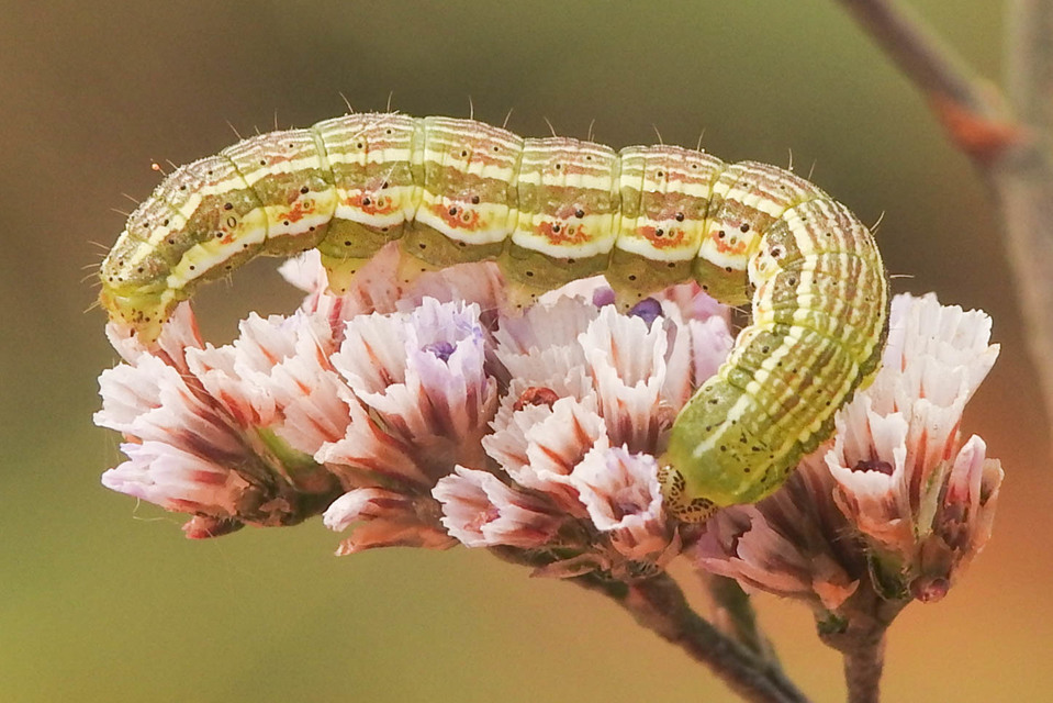 Heliothis viriplaca - mácsonyabagoly