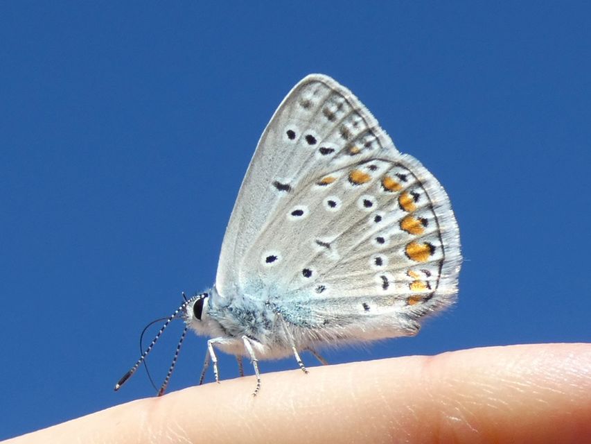 Polyommatus icarus - közönséges boglárka